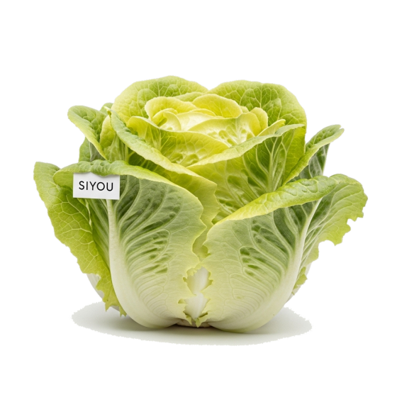 Lettuce